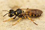 Cerceris arenaria